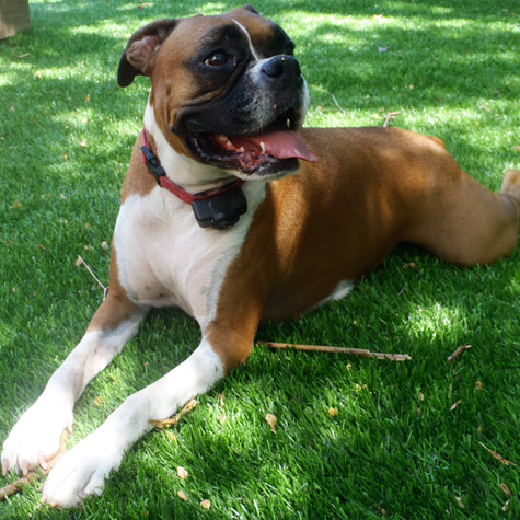 Boxer relaxing on artificial pet grass from turf outlet