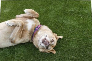 Dog laying down on artificial turf