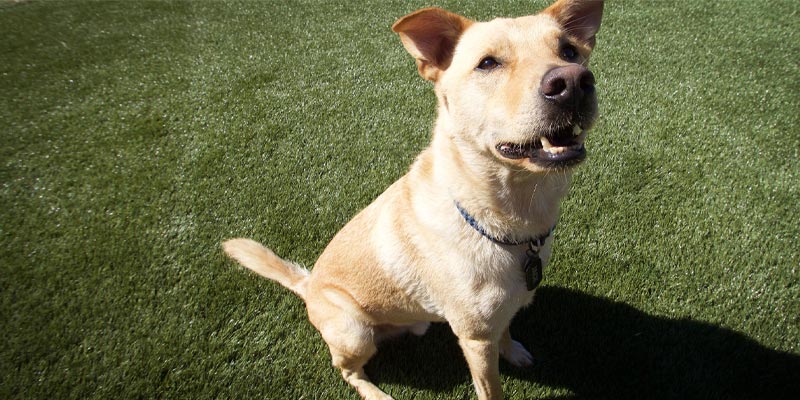 Dog sitting on artificial dog grass from Turf OUtlet