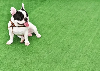 French bulldog sitting on artificial grass from turf outlet