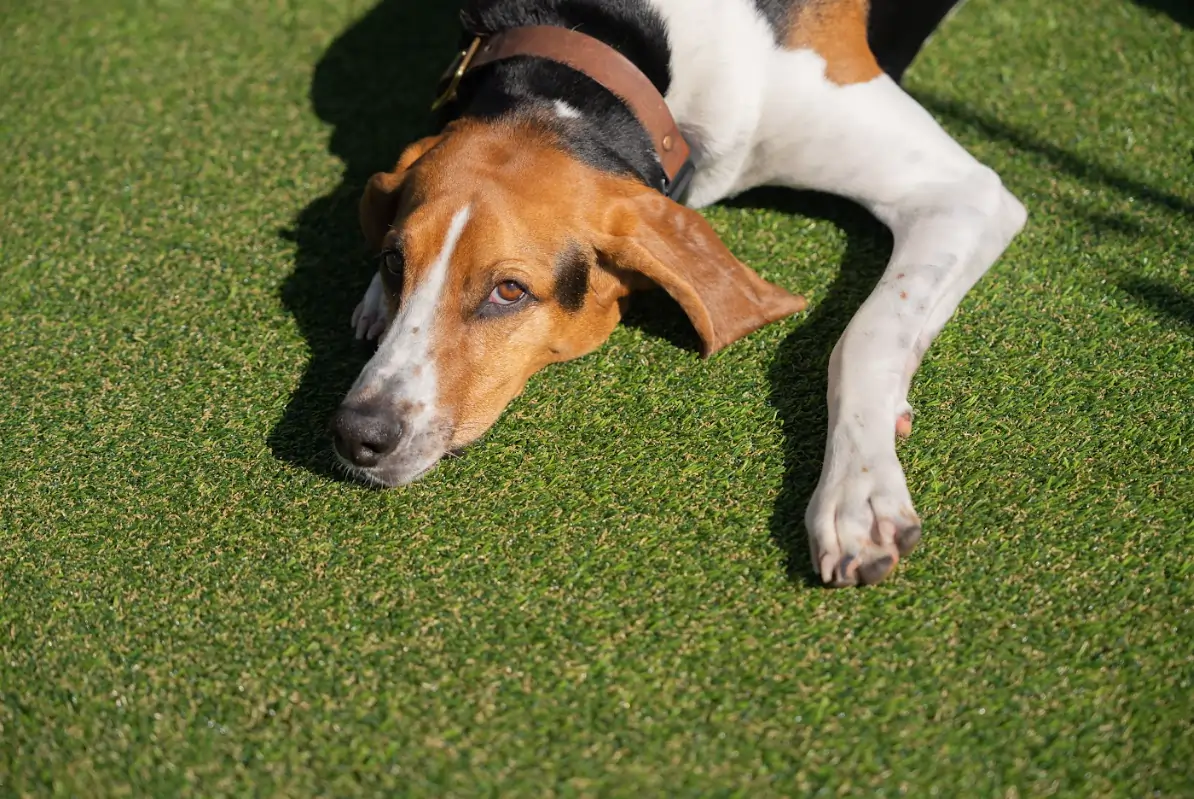 dog on artificial pet grass